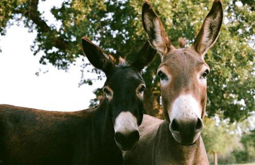 Gorgeous Secluded Vacation Rental with Luxury Amenities near Austin, Texas - Foto 32