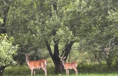 Chata filozofa pod Policą - Foto 32