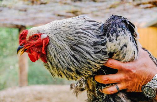 AGRITURISMO CA' FENILE - Foto 41