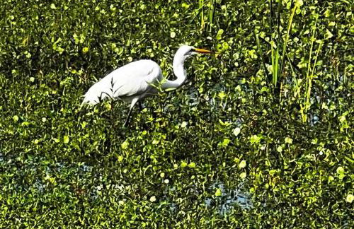 Lakeside retreat - 3 Bedroom, 2 Bathroom house by the lake - Foto 38