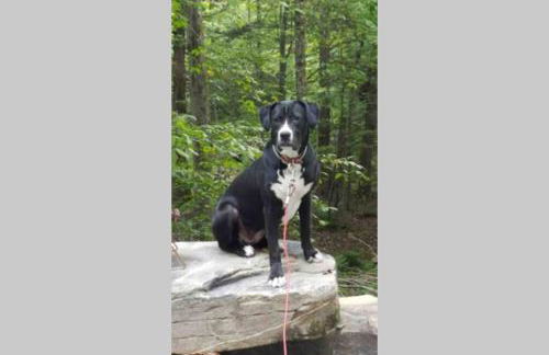 Roscoe Cottage Pet Friendly - Foto 44