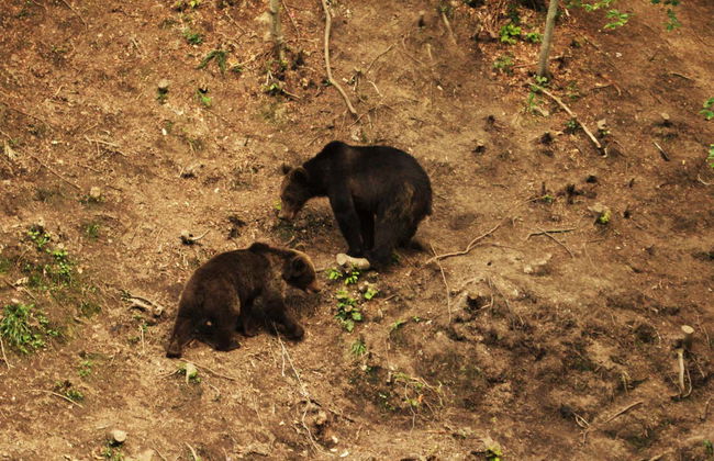 Avvistamento di orsi nei Carpazi rumeni - Foto 3