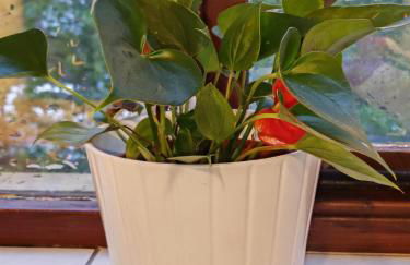 1-bed Apartment in Croydon -free Parking, Wifi - Foto 30