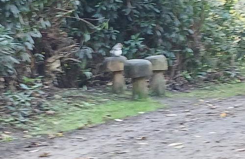 Butterflies Rest - Foto 64