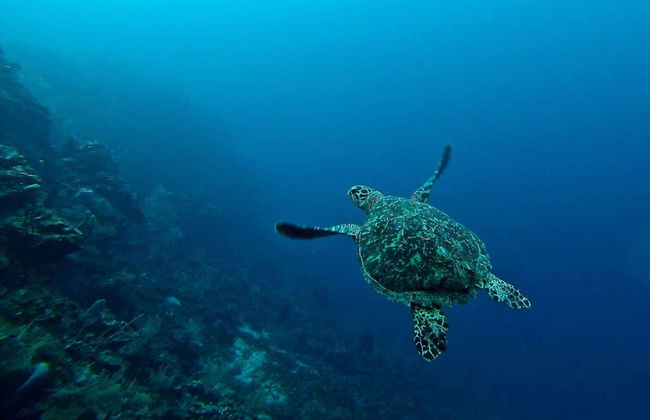 Bautismo de buceo en Maafushi - Foto 7