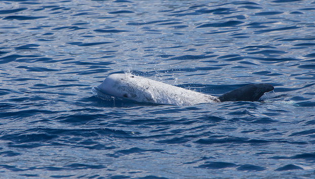 Avistamiento de Ballenas en las Azores - Foto 4