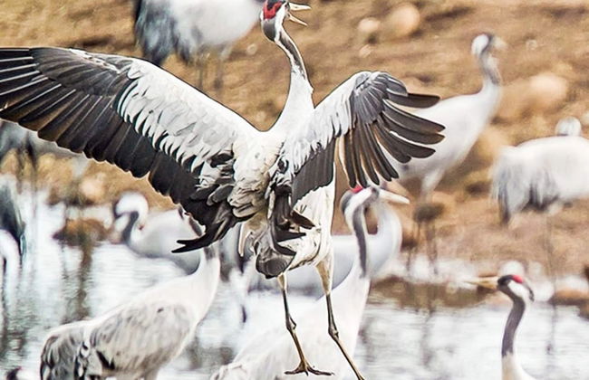 4 Person Holiday Home in Sandhem - Foto 27