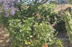 Villa Frangipani with large private pool, Rhodes - Photo 11