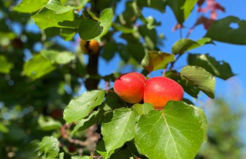 Azienda Agrituristica Il Pago - Foto 44