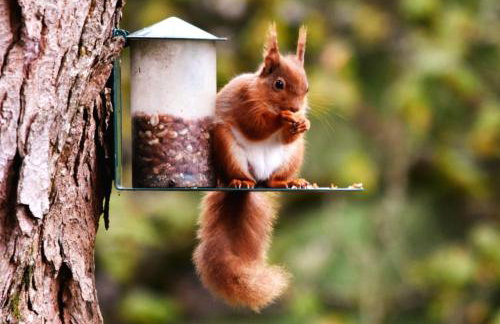 Honey Cottage Caravan Park - Foto 12