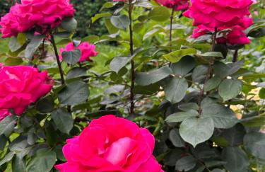 Haus Marianne am Maar| Ferienwohnungen - Foto 26