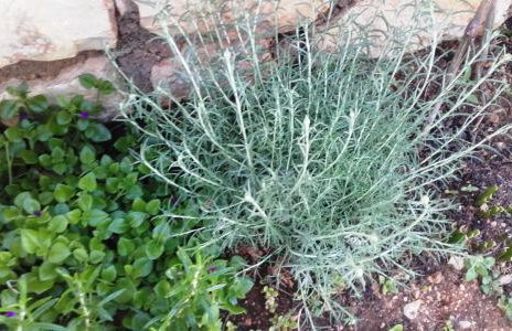 Apartments Dvorski - Photo 24