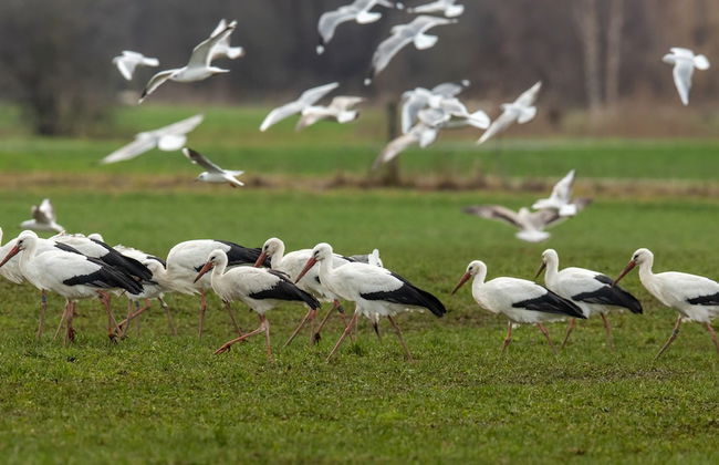 Steigmatt Bauernhof - Erlebnis - Foto 57