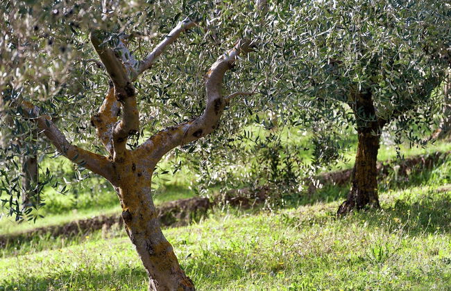Farmhouse in Giano Dell'umbria with Hot Tub, Swimming Pool - Foto 24
