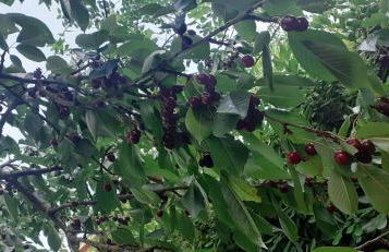 Villa Le Palmine - Foto 25