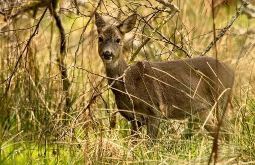 Pinetree Cottage, dog friendly, Holiday let, Callander Invertrossachs - Foto 32