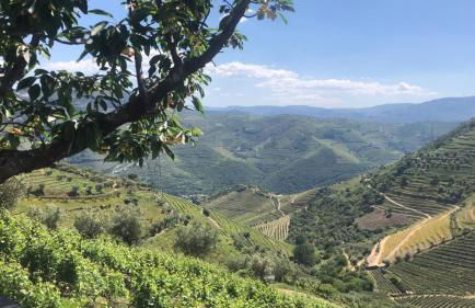 Quinta do Barrocal - Casa de Campo - Foto 17