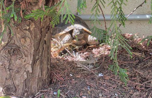 Terra Bianca Villa - Foto 49