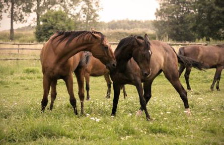 Rancho Colorado - Foto 12