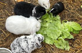 FeWo Harz mit Herz Familienfreundliches Paradies im Harz - Foto 23