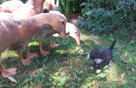 Dom Pod Złotym Bażantem - Foto 16