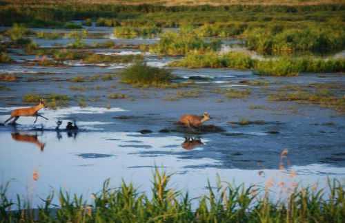 FeWo Dänholm Alte Schule Barlin Mecklenburg Pool - Foto 18