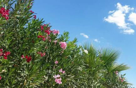 Il Canneto di Selinunte - Foto 52