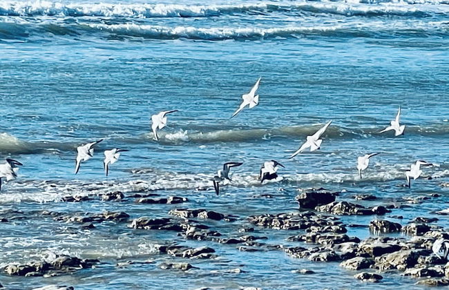 Villa Mer 100 M de la Mer - île de Ré - Foto 66