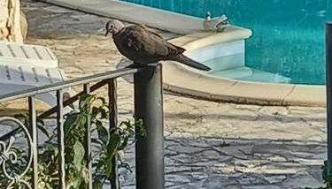 Villa Adriana - Torre delle Stelle - mini appartamenti - Cagliari Villasimus Sardegna - Foto 2