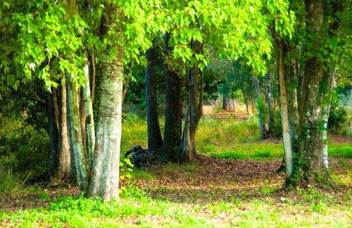 Rustic Cabin on a Ranch near the Ocala National Forest in Central Florida - Foto 13