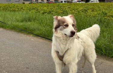 Heiderast Wipperau - Photo 32