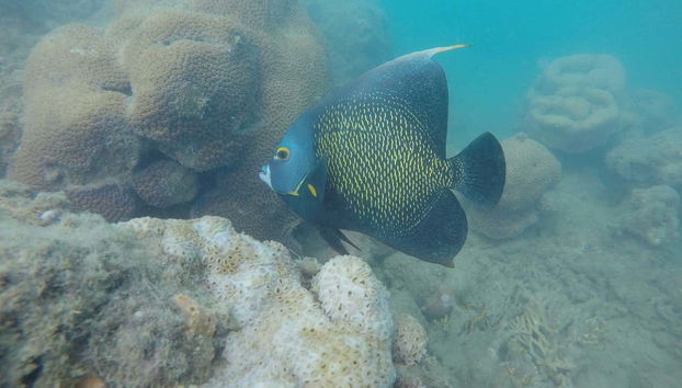 Peces coloridos del Parque Marino de Recife de Fora