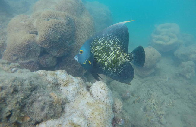 Excursión al Parque Marino de Recife de Fora - Foto 4