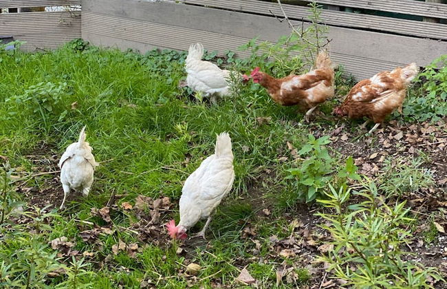 Kaiserhaus Harald Astner Ebbs Studio 2 - Foto 32