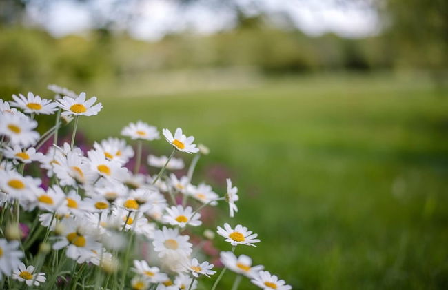 Willow Lodge With Hot Tub, Kingfishers - Foto 13