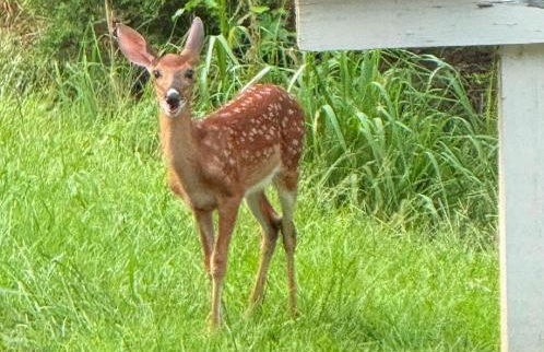 Charming Romantic Lakefront Cottage or Guest Room Depending on Availability Near Golf - Foto 43