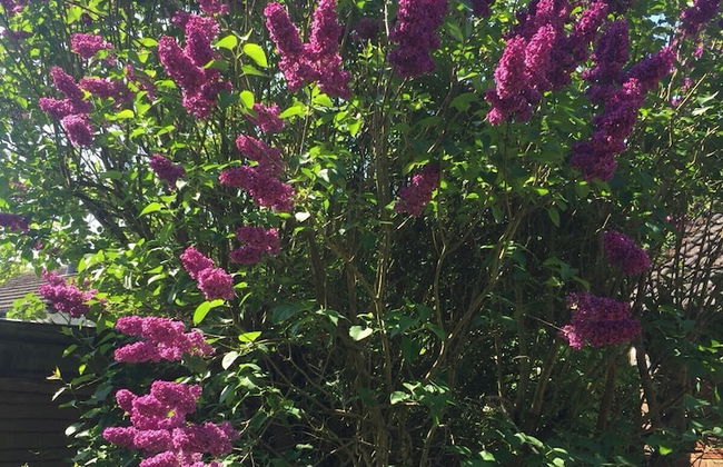 Beautiful big Independent Furnished Bungalow - Foto 34