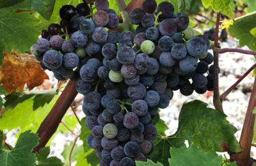 Fig Tree Apartment - Foto 35