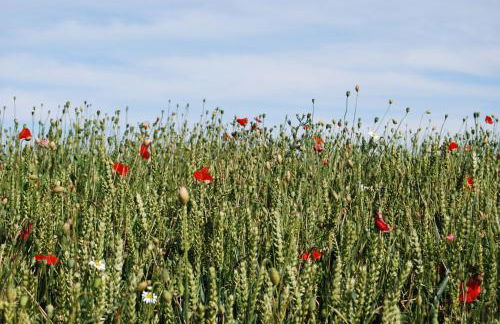 Haus Schmidt - Photo 18