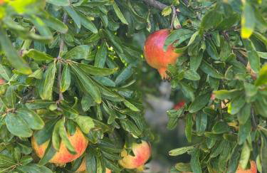 House Radojka - Foto 29