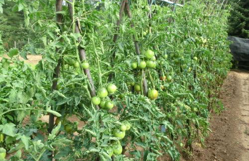 Apartamento en pleno Montseny Mas Romeu Turisme Rural - Foto 59