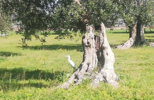 Le Grotte di Sileno - Foto 36