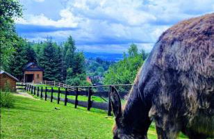 Alpakowy raj - Foto 9