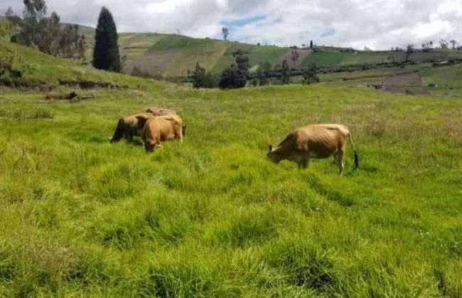 Visita a la Hacienda Hipolongo Cruz de Mayo - Foto 4