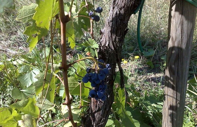 Bio Agriturismo La Spiga D'oro - Photo 25