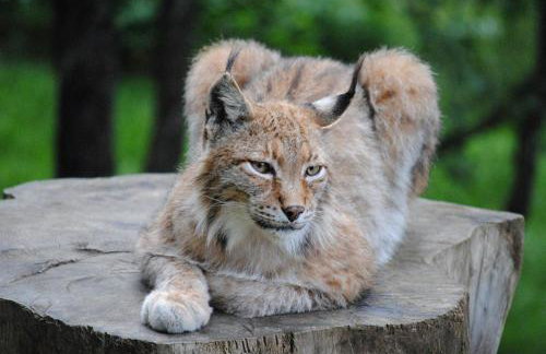 Appartement 4 à 6 Couchages - PIAU ENGALY - Pied des Pistes - Foto 31