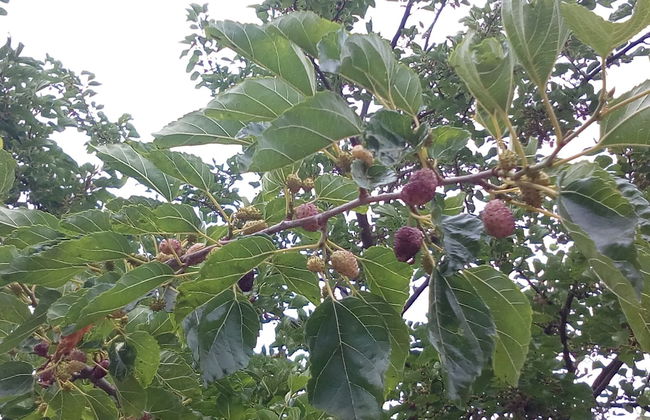 Agriturismo Al Poggetto - Photo 56