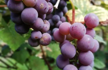 Ferienwohnung Fleur de Lys Urlaub auf Anfrage mit Hund - Foto 44