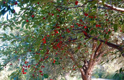 Villa con piscina vicino Cefalù (Sanificata) - Foto 17