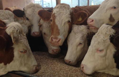 David's Organic Farm Wales - Foto 20